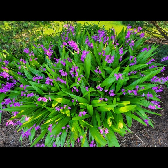 Meet your Posher, Rebecca - Picture 1 of 2